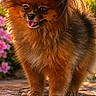 dog, small_dog, fluffy, brown_fur, outdoor, garden, flowers, stone_path, pet, animal, cute, tongue_out, happy, sunlight, nature, fur, ears, portrait, standing, canine