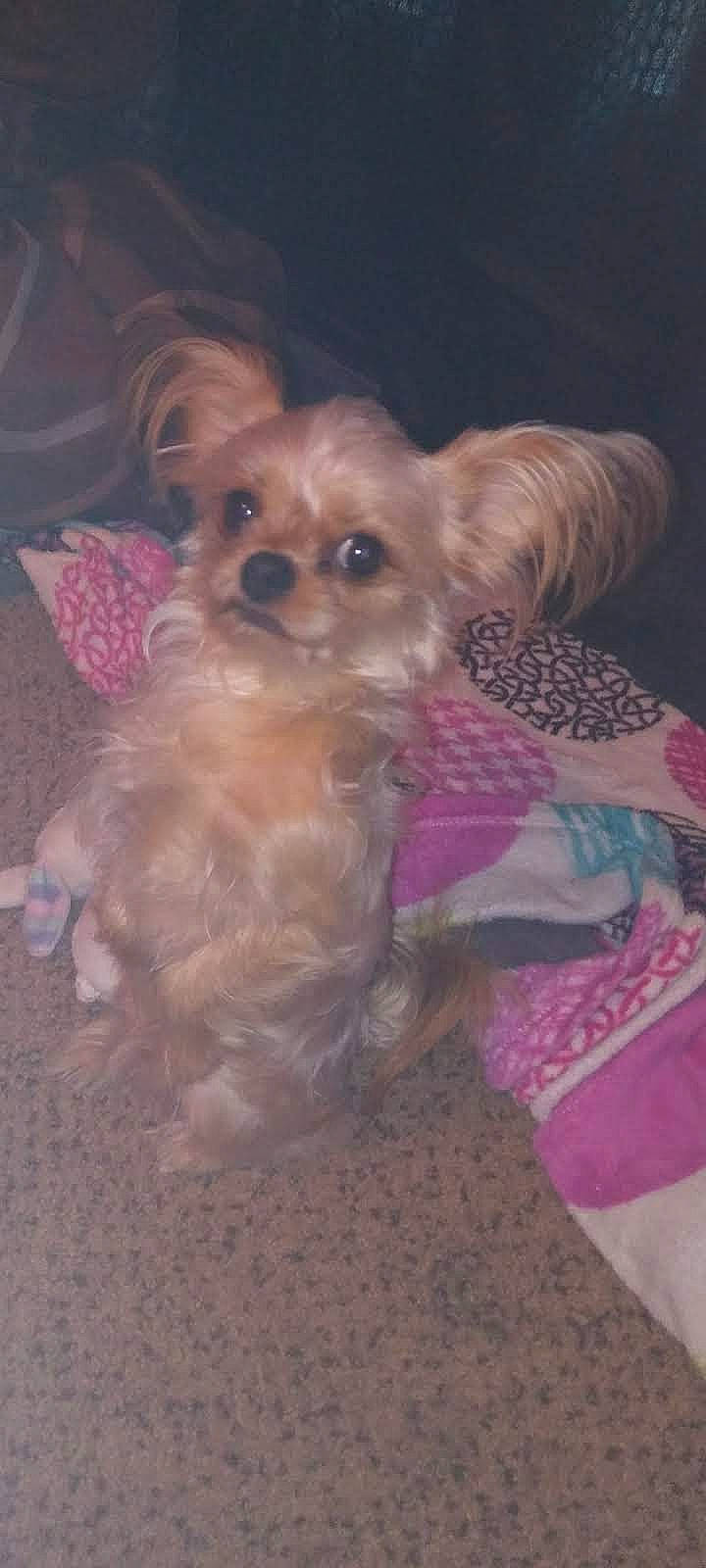 Rambo is registered to the contest to win money with this photo: canidae, carnivore, collar, companion_dog, dog, dog_breed, dog_clothes, dog_supply, fawn, fur, liver, maltepoo, pink, small_terrier, snout, sporting_group, toy, toy_dog, whiskers, working_animal