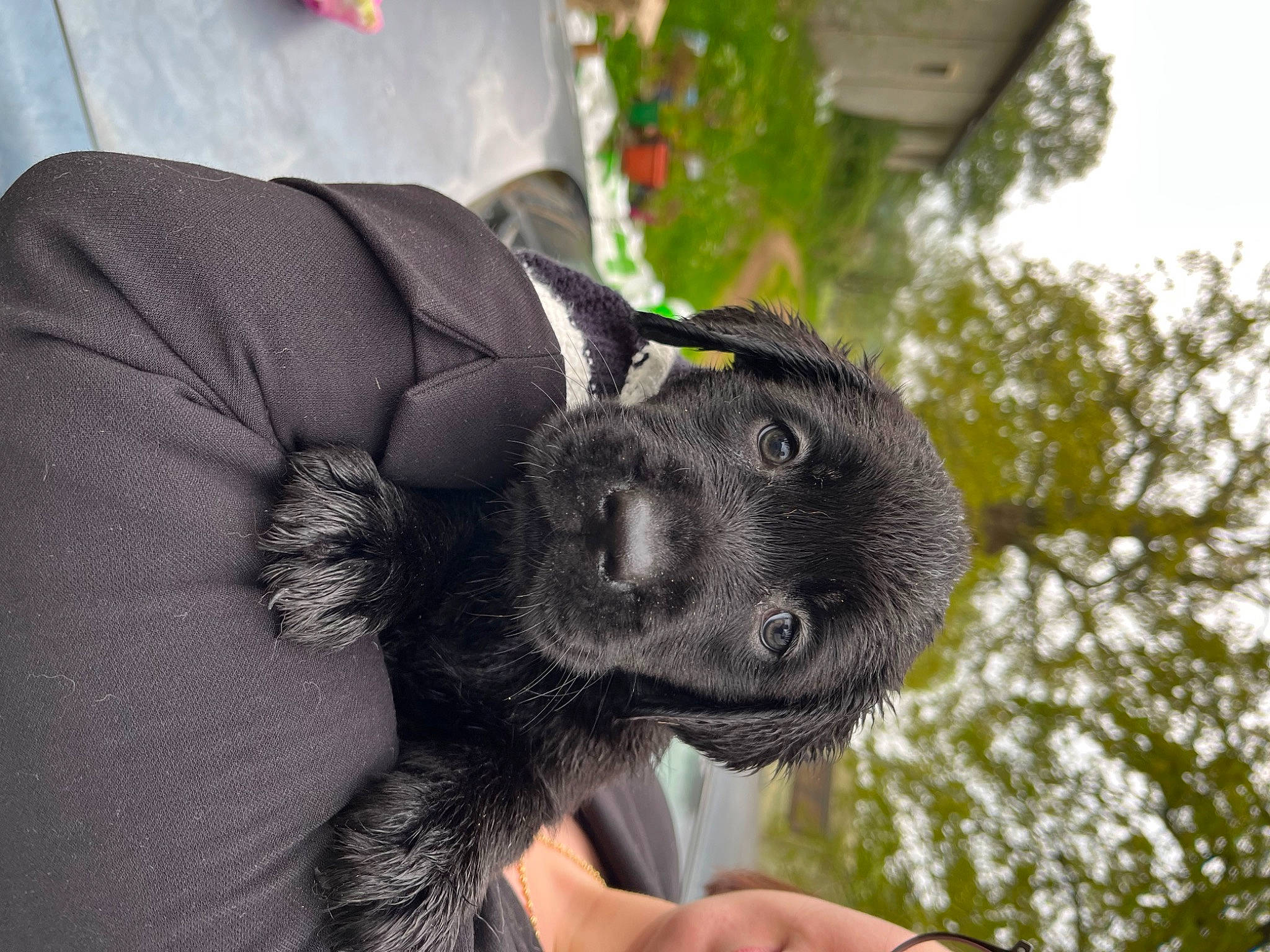 Tsuki a rejoint le concours — aidez-le/la à gagner de superbes lots ! borador, canidae, carnivore, companion_dog, dog, dog_breed, fawn, fur, gesture, grass, guard_dog, hand, paw, plant, sleeve, snout, sporting_group, tree, whiskers, working_animal