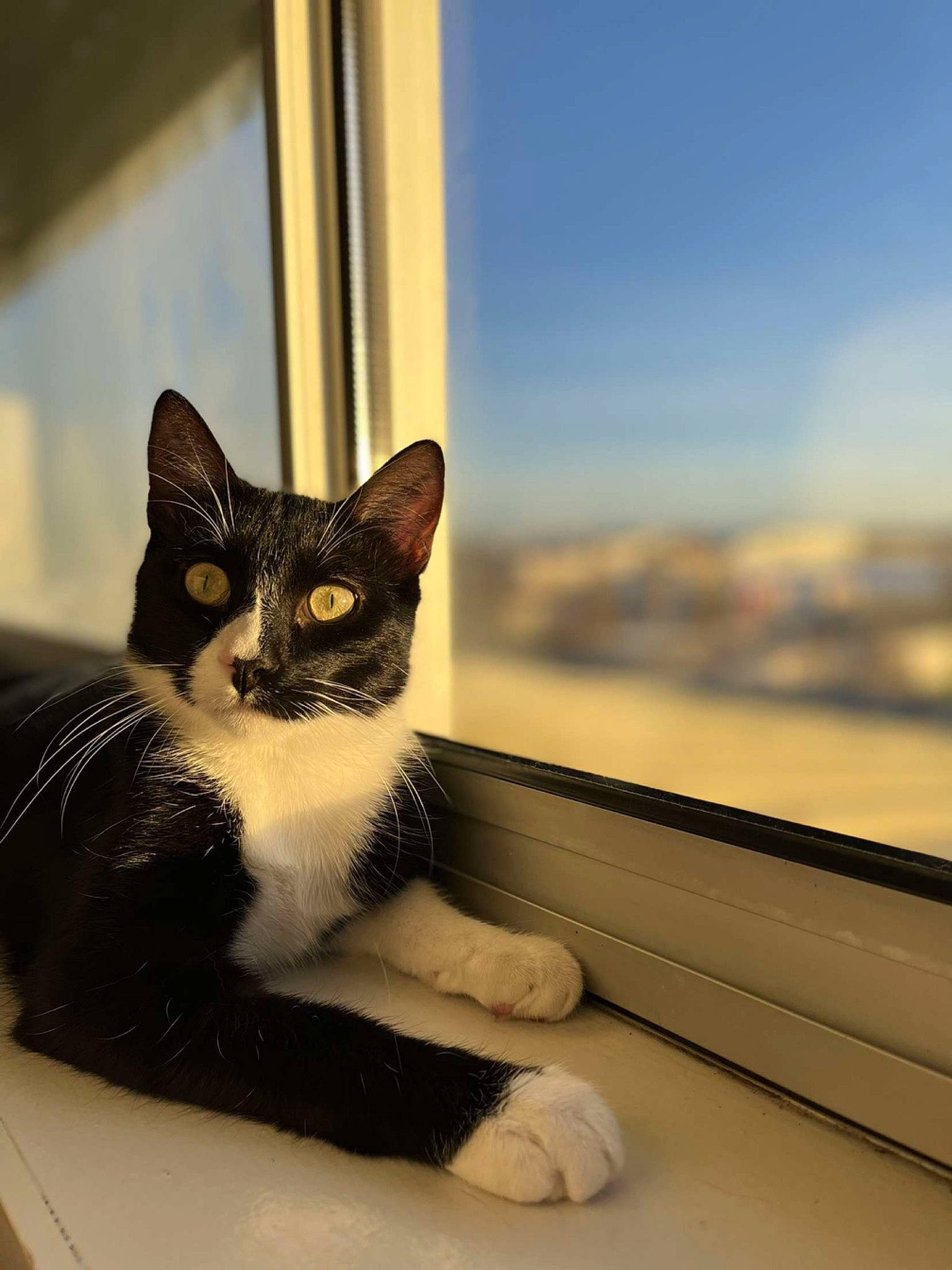 Sao a rejoint le concours — aidez-le/la à gagner de superbes lots ! carnivore, cat, cloud, domestic_short_haired_cat, door, eye, felidae, fur, paw, room, sitting, sky, small_to_medium_sized_cats, snout, tail, whiskers, window, wood