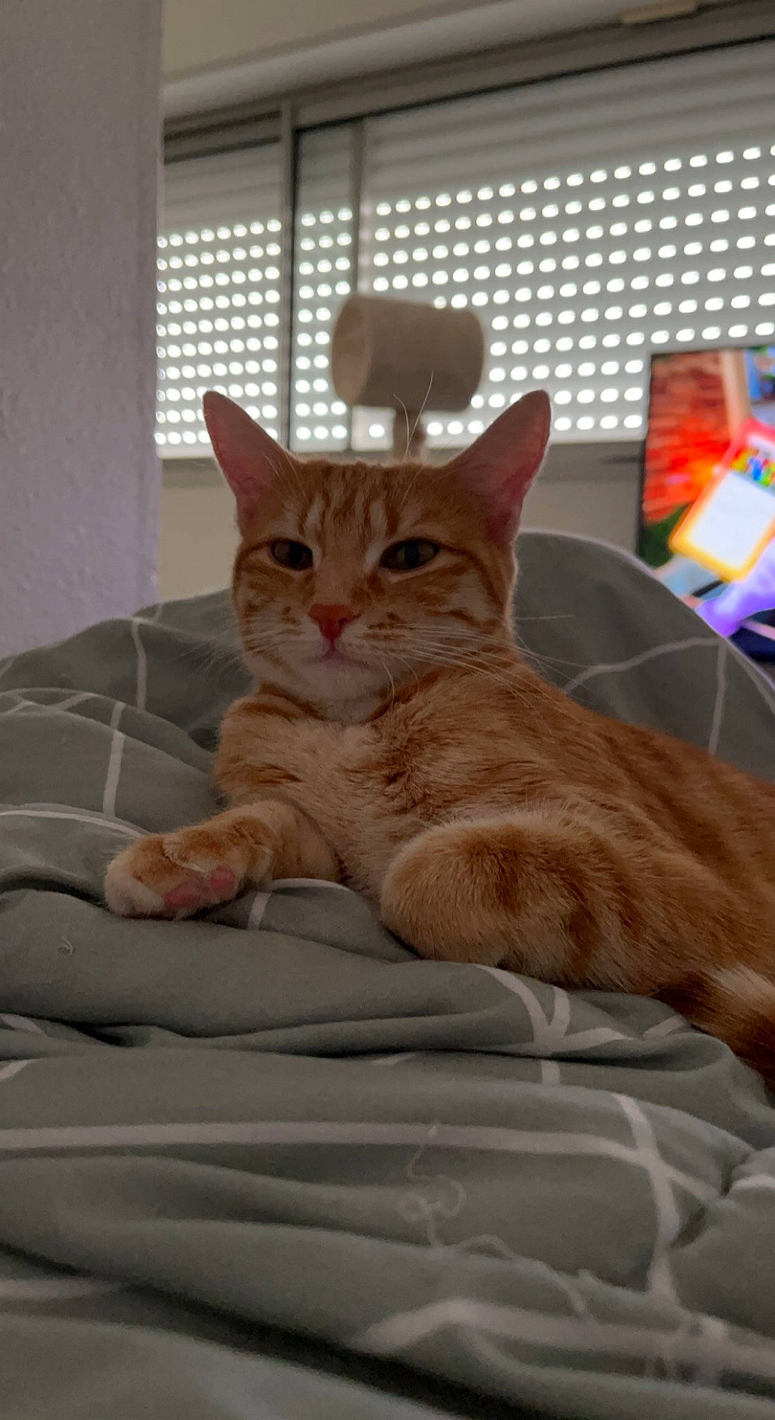 Suna a rejoint le concours — aidez-le/la à gagner de superbes lots ! carnivore, cat, comfort, domestic_short_haired_cat, fawn, felidae, fur, human_leg, linens, paw, pet_supply, room, sitting, small_to_medium_sized_cats, tail, whiskers, window