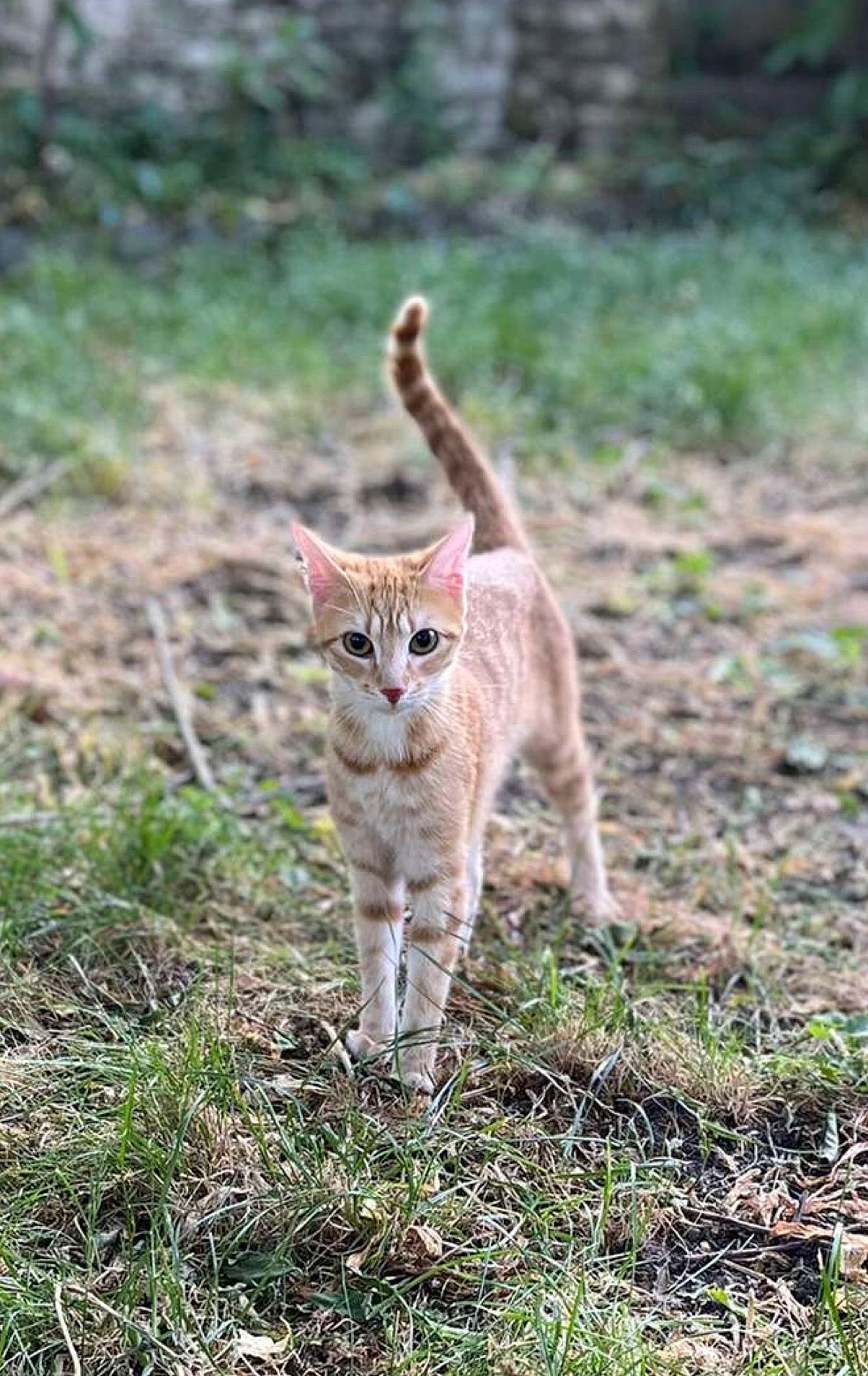 Suna a rejoint le concours — aidez-le/la à gagner de superbes lots ! carnivore, cat, domestic_short_haired_cat, fawn, felidae, field, fur, grass, grassland, groundcover, landscape, pasture, plant, small_to_medium_sized_cats, snout, soil, tail, terrestrial_animal, whiskers, wildlife