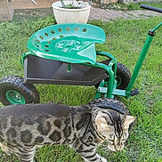 Toto participe au concours pour gagner de l'argent avec cette photo : cat, grass, garden, green, plant, planter, backyard, outdoor, animal, pet, wheel, metal, seat, box, door, wall, tool, nature, daylight, curious