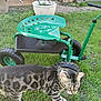 cat, grass, garden, green, plant, planter, backyard, outdoor, animal, pet, wheel, metal, seat, box, door, wall, tool, nature, daylight, curious