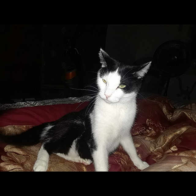 Bandit joined the competition — help win amazing prizes! animal, bed, black_and_white, cat, cozy, cute, domestic, eyes, feline, fur, indoor, looking, mammal, pattern, pet, quiet, resting, sleeping_area, soft, whiskers