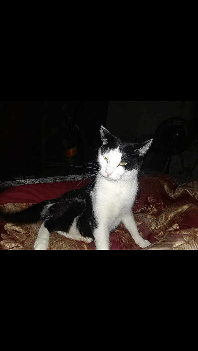 Bandit
