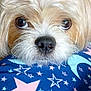 Loki is registered to the contest to win money with this photo: dog, close_up, fluffy, brown, white, nose, eyes, face, pet, animal, cute, resting, fabric, blue, stars, pattern, soft, fur, portrait, indoors