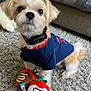 Loki joined the competition — help win amazing prizes! dog, small_dog, toy, plush_toy, strawberry_toy, carpet, indoor, pet_clothing, navy_shirt, cute, fluffy, puppy, pet, home, sofa, fur, animal, pet_accessory, domestic_animal, playful