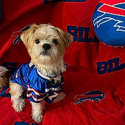 Loki joined the competition — help win amazing prizes! dog, puppy, buffalo_bills, jersey, pet, cute, fluffy, small_dog, canine, red_blanket, blue, sports_fan, collar, tag, sitting, indoor, adorable, fur, looking_at_camera, animal