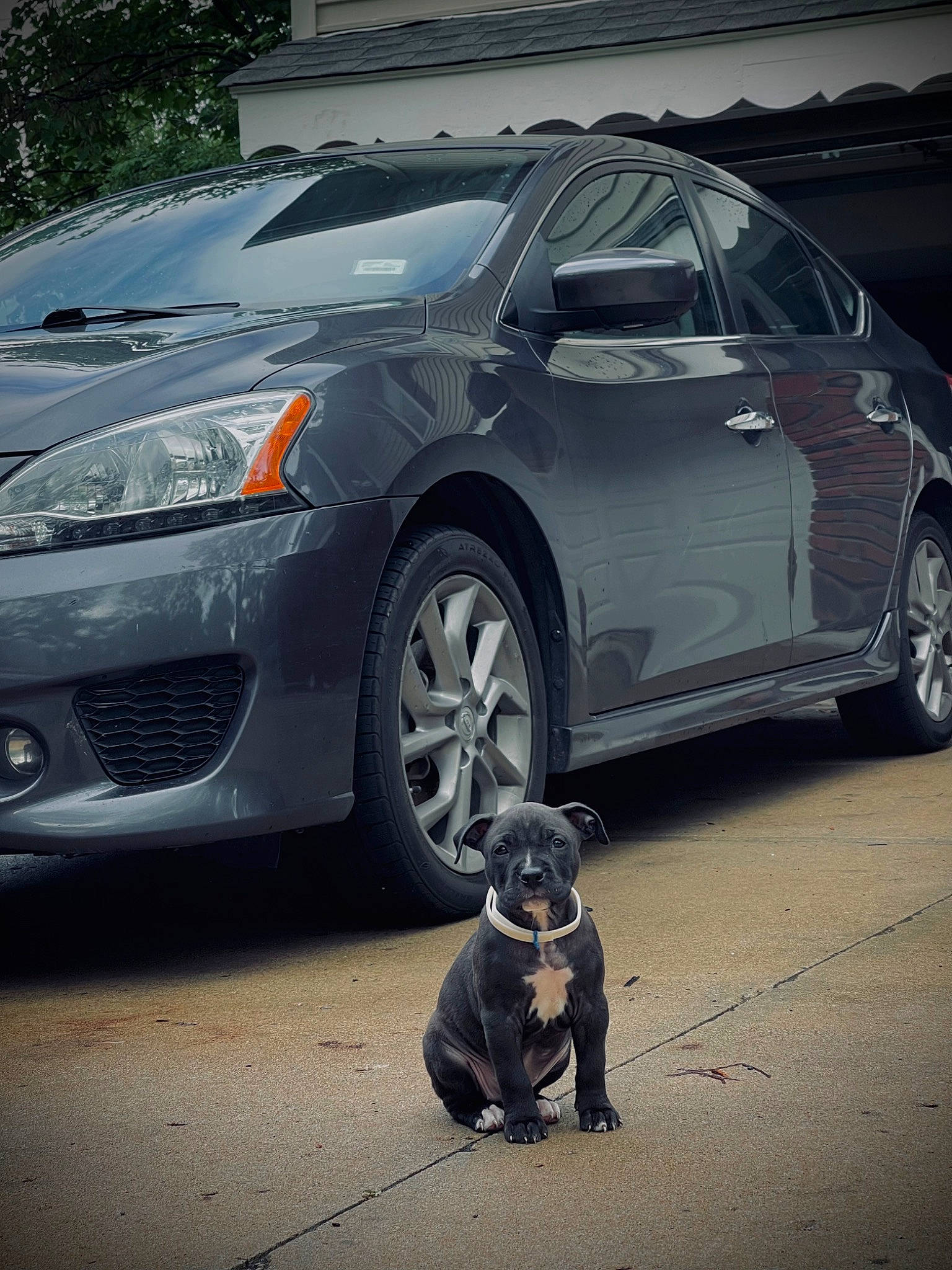 Indica is registered to the contest to win money with this photo: alloy_wheel, automotive_design, automotive_lighting, automotive_tire, bumper, car, dog, grey, grille, hood, hubcap, land_vehicle, light, motor_vehicle, tire, tread, vehicle, vehicle_door, vehicle_registration_plate, wheel