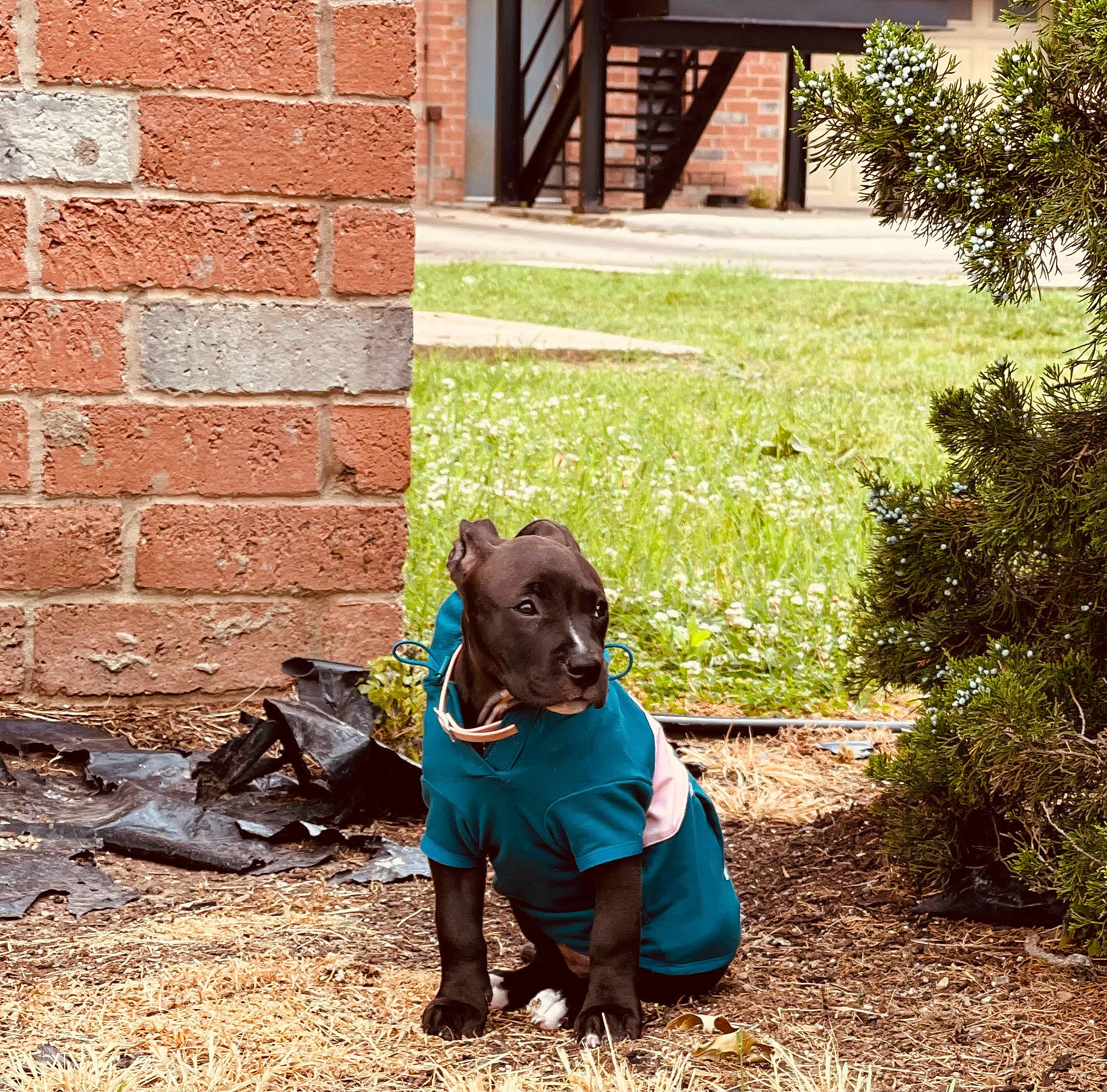 Indica is registered to the contest to win money with this photo: brick, brickwork, carnivore, companion_dog, dog, dog_breed, dog_clothes, fawn, flooring, grass, grass_family, lawn, mammal, plant, road_surface, snout, tints_and_shades, tree, wood, working_animal