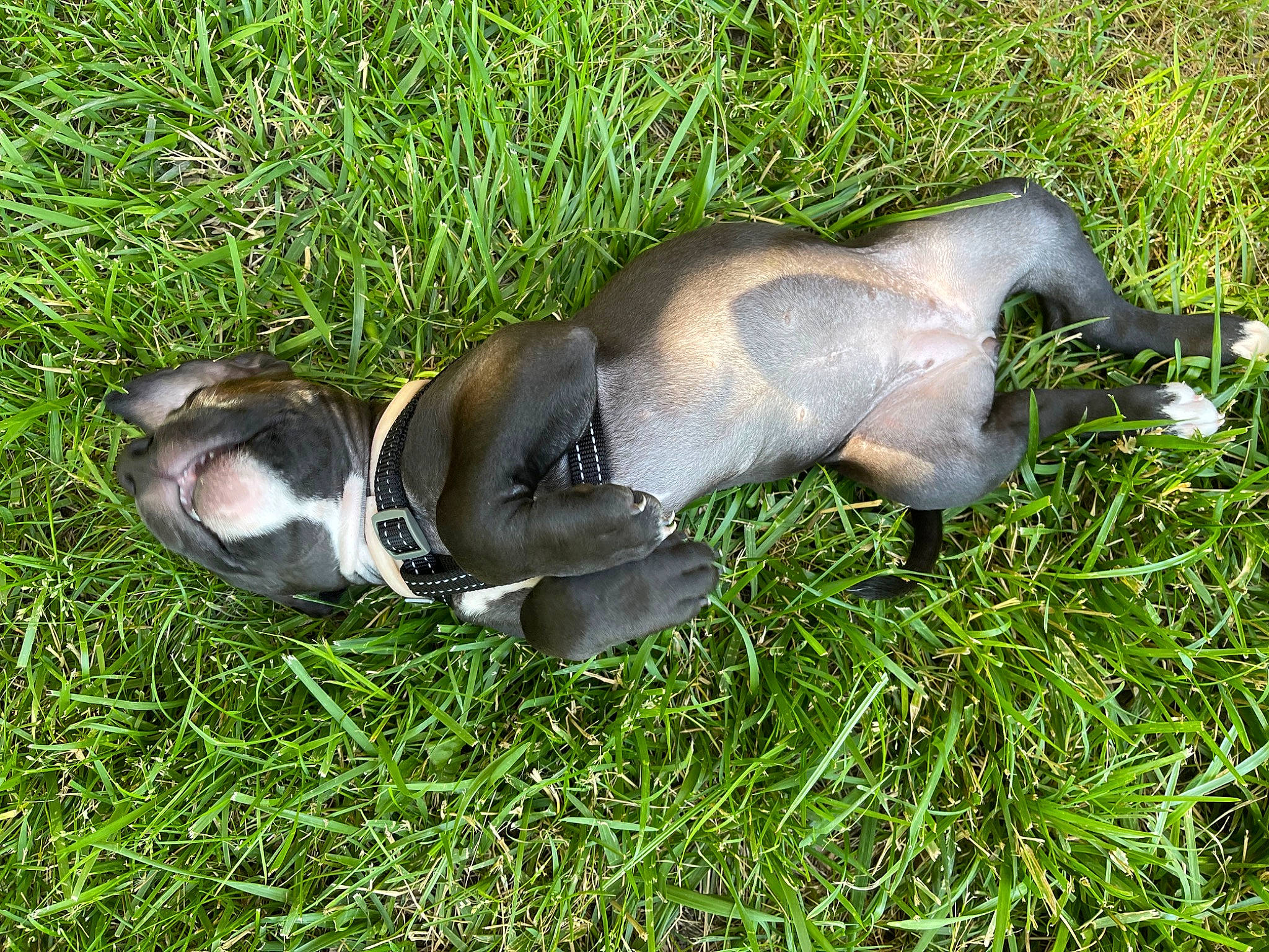 Indica is registered to the contest to win money with this photo: canidae, companion_dog, dog_breed, fawn, foot, grass, grassland, groundcover, human_leg, pasture, plant, snout, sporting_group, tail, terrestrial_animal, tree, wildlife, working_animal