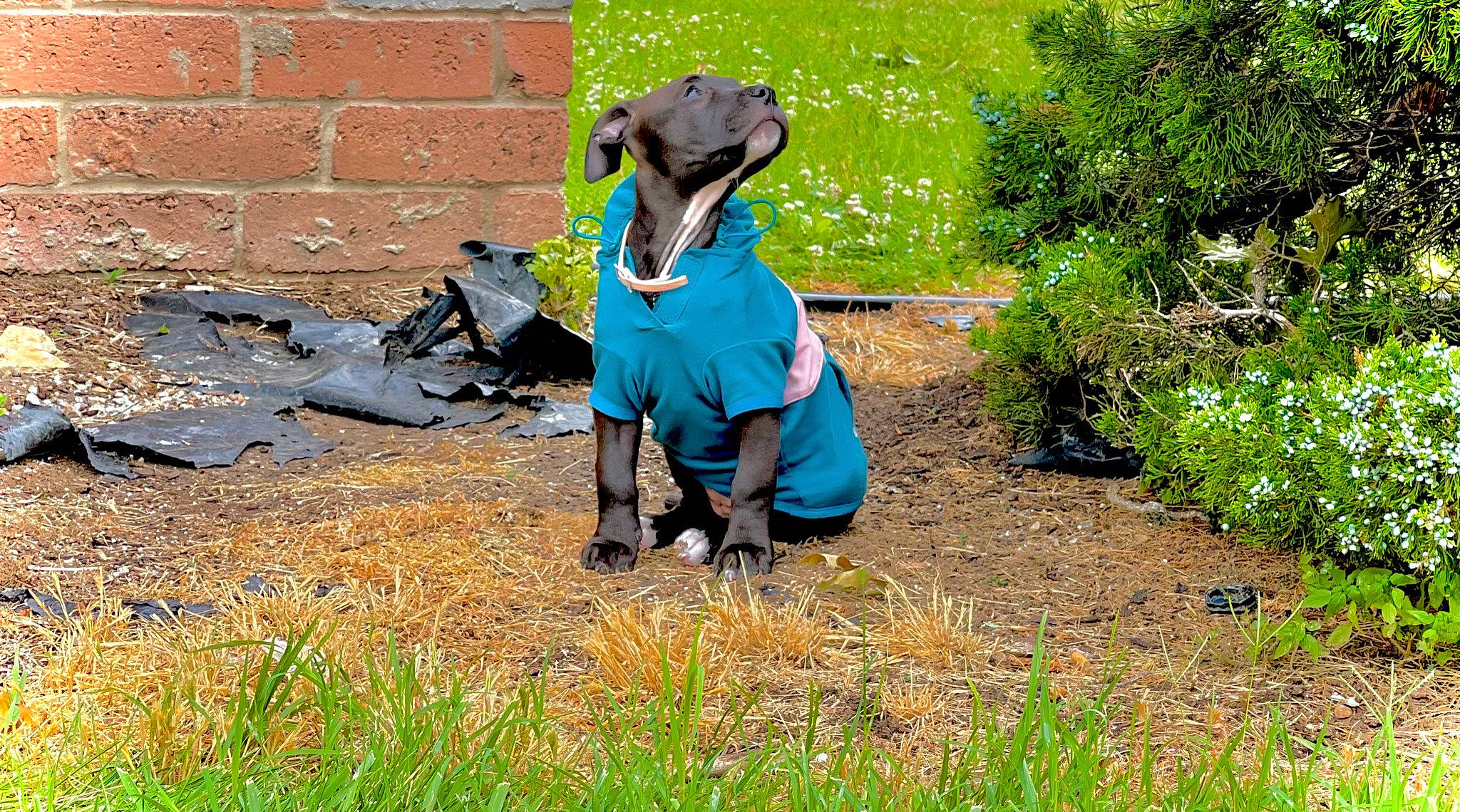 Indica is registered to the contest to win money with this photo: backpack, carnivore, collar, companion_dog, dog, dog_breed, dog_clothes, dog_collar, dog_supply, electric_blue, fawn, grass, grassland, leash, personal_protective_equipment, plant, recreation, sporting_group, tail, working_animal