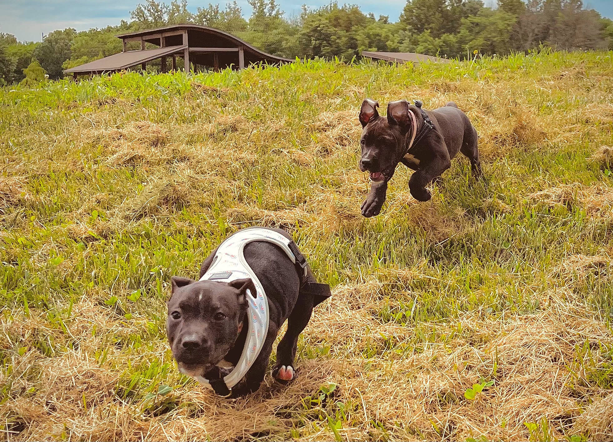 Indica is registered to the contest to win money with this photo: agriculture, bovine, carnivore, dog_breed, fawn, grass, grassland, grazing, house, landscape, livestock, meadow, natural_landscape, plant, prairie, sky, snout, terrestrial_animal, tree, working_animal