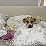 animal, bed, bedding, brown_and_white, comfort, cozy, cute, dog, floral_pattern, furniture, home, indoor, pet, pillow, plush_toy, quiet, relaxation, resting, sleepy, soft