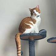 Simba joined the competition — help win amazing prizes! animal, cat, cat_tree, collar, curious, cute, domestic, feline, fur, household, indoor, looking, orange_cat, perched, pet, playful, resting, soft, tail, white_cat