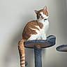 animal, cat, cat_tree, collar, curious, cute, domestic, feline, fur, household, indoor, looking, orange_cat, perched, pet, playful, resting, soft, tail, white_cat