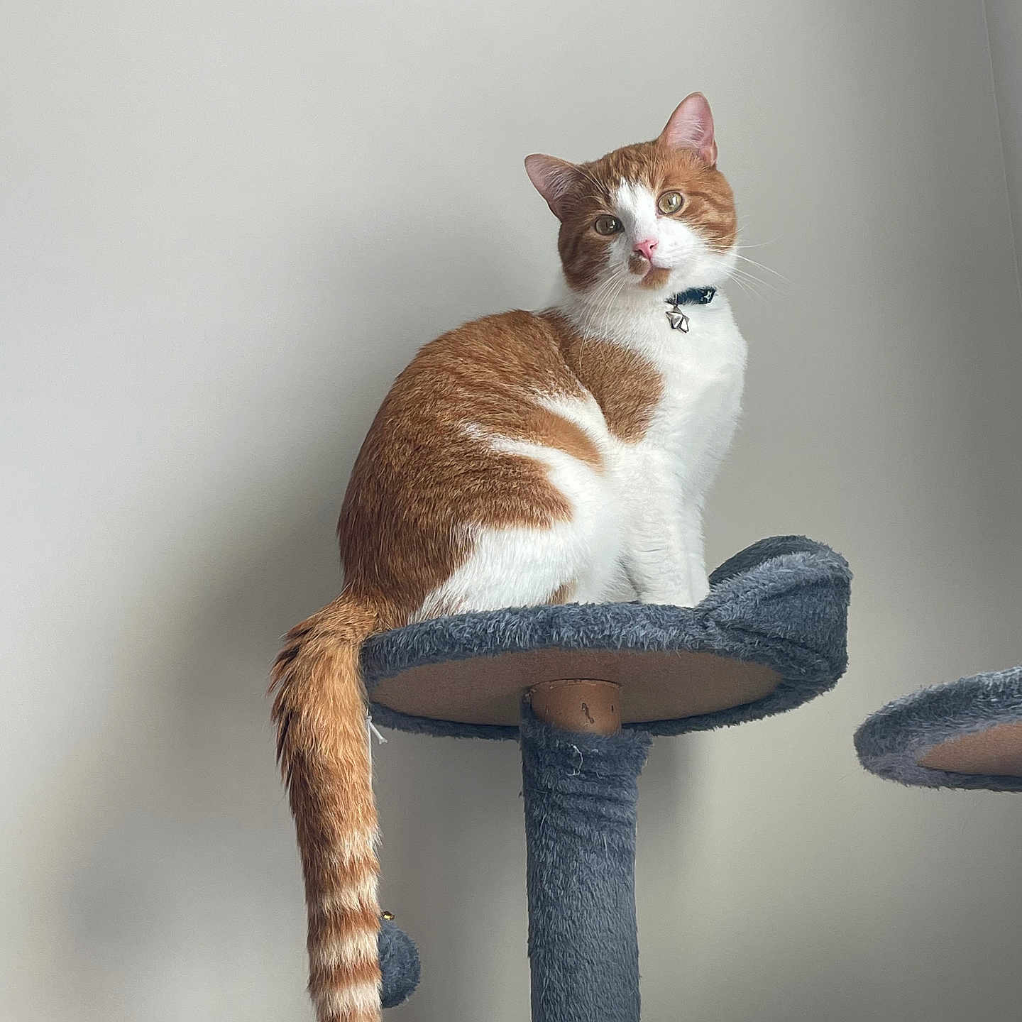 Simba