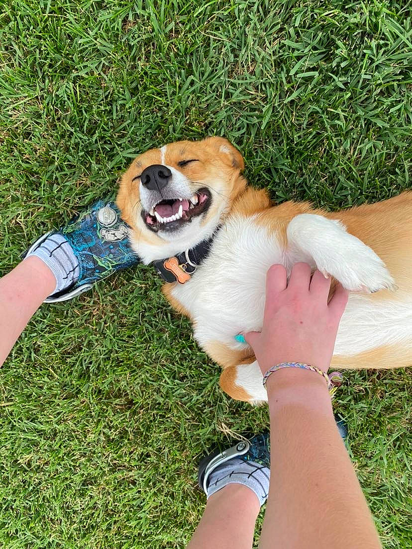 Waffles joined the competition — help win amazing prizes! canidae, carnivore, companion_dog, dog, dog_breed, dog_supply, fawn, fun, gesture, grass, happy, human_leg, people_in_nature, plant, smile, sporting_group, t_shirt, tail, toy_dog, working_dog