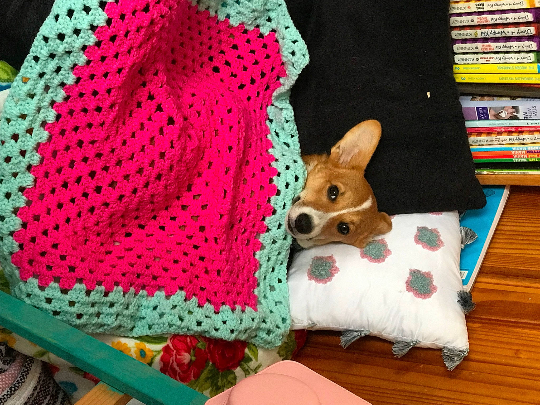 Waffles joined the competition — help win amazing prizes! art, baby_toddler_clothing, bookcase, carnivore, companion_dog, costume_hat, craft, dog, dog_supply, fawn, hat, linens, pattern, publication, shelf, sleeve, textile, wood, wool, woolen