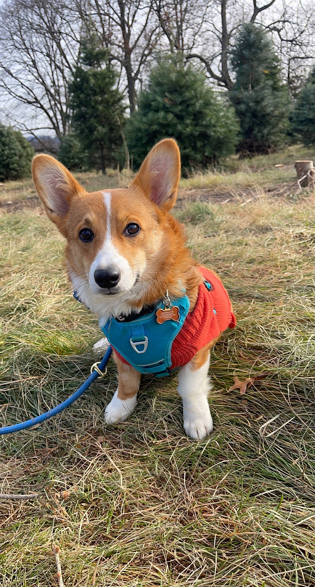 Waffles joined the competition — help win amazing prizes! ancient_dog_breeds, canidae, carnivore, collar, companion_dog, dog, dog_breed, dog_supply, fawn, fur, grass, plant, snout, soil, sporting_group, tail, terrestrial_animal, tree, whiskers, working_animal