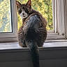 Asteroid is registered to the contest to win money with this photo: animal, cat, curious, daylight, domestic_animal, ears, fur, greenery, indoor, looking_back, mammal, pet, screen, sitting, sunlight, tabby, tail, whiskers, window, windowsill