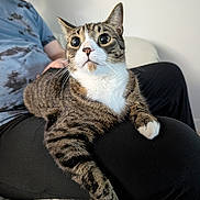 Asteroid is registered to the contest to win money with this photo: animal, black_pants, blanket, blue_shirt, cat, close_up, clothing, comfort, couch, curious, fur, furniture, indoor, paws, person, pet, sitting, tabby_cat, whiskers, wide_eyes