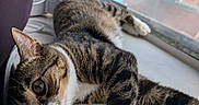Asteroid is registered to the contest to win money with this photo: animal, cat, close_up, curious, daylight, domestic_animal, eye, feline, fur, indoor, laying_down, pet, relaxed, resting, soft_light, striped, tabby, whiskers, window, windowsill