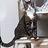 Asteroid is registered to the contest to win money with this photo: animal, cat, cat_tree, curious, domestic, ears, feline, fur, household, indoor, looking, pet, playful, scratching_post, sitting, striped, tabby_cat, tail, white_chest, white_paws