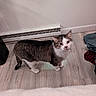 Bingus is registered to the contest to win money with this photo: animal, cat, clothing, curious, domestic_cat, ears, floor, four_legs, home, indoor, looking_up, pet, pile_of_clothes, tabby_cat, tail, vent, wall, whiskers, white_cat, wood_floor