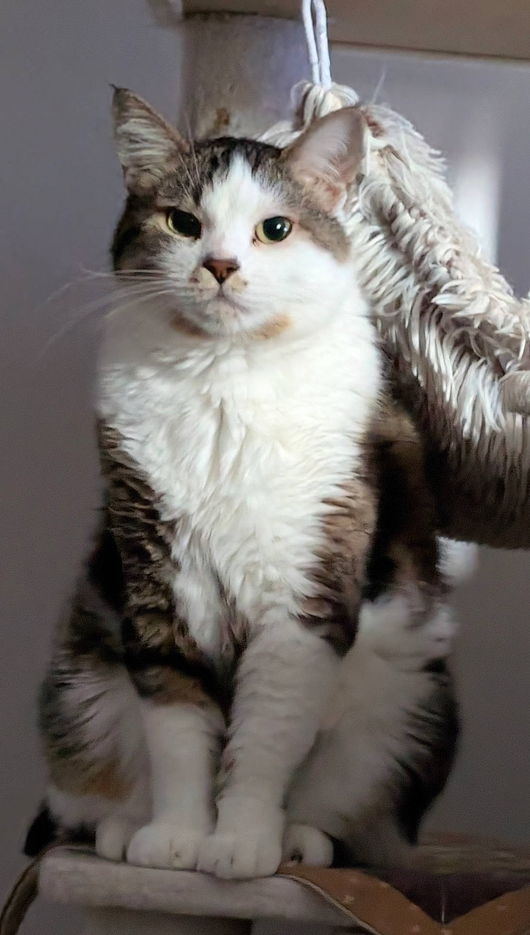 Bingus