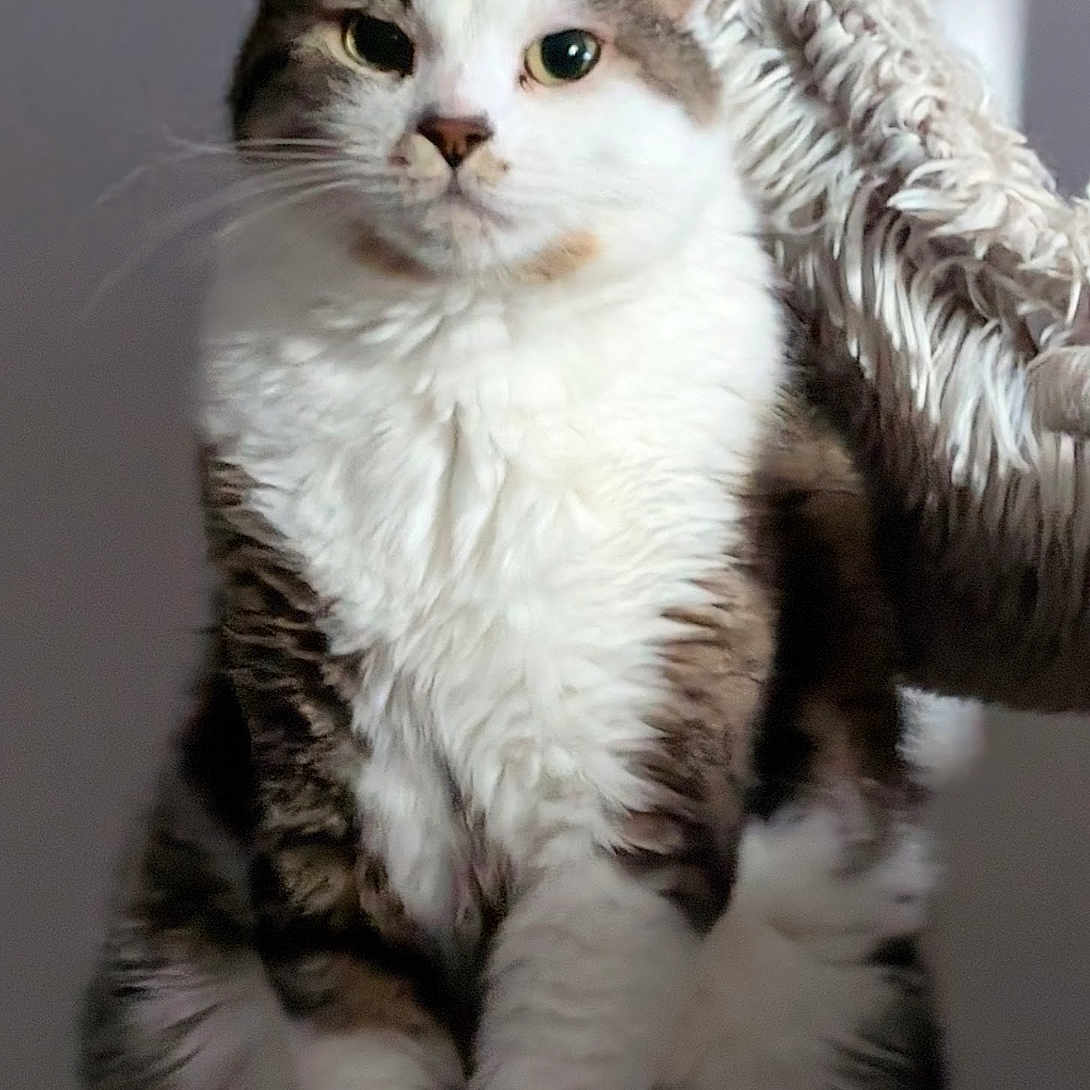 Bingus