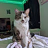animal, bed, bedroom, blanket, cat, cozy, curtains, domestic_cat, fur, furniture, indoor, led_lights, pet, portrait, relaxed, resting, soft_texture, tabby_cat, whiskers, white_fur