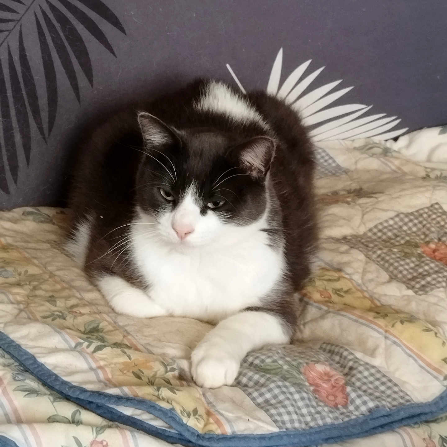 Swifer participe au concours pour gagner de l'argent avec cette photo : abyssinian, angora, animal, applique, bed, blanket, cat, couch, cushion, furniture, homedecor, kitten, linen, manx, pattern, person, pet, quilt, siamese, sleeping