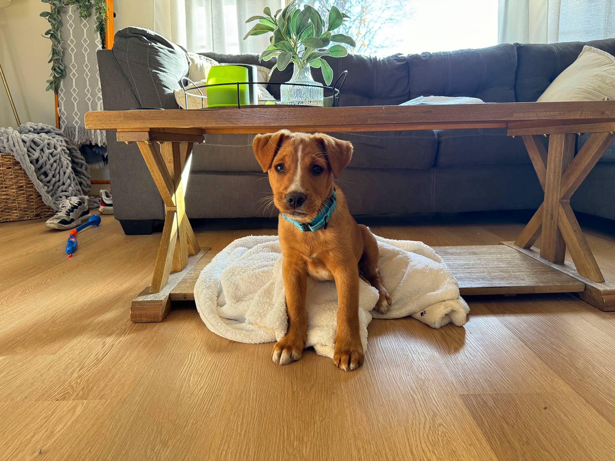 Beau joined the competition — help win amazing prizes! carnivore, chair, collar, comfort, companion_dog, couch, dog, dog_breed, dog_supply, fawn, floor, flooring, furniture, hardwood, houseplant, outdoor_furniture, pet_supply, table, wood, working_animal