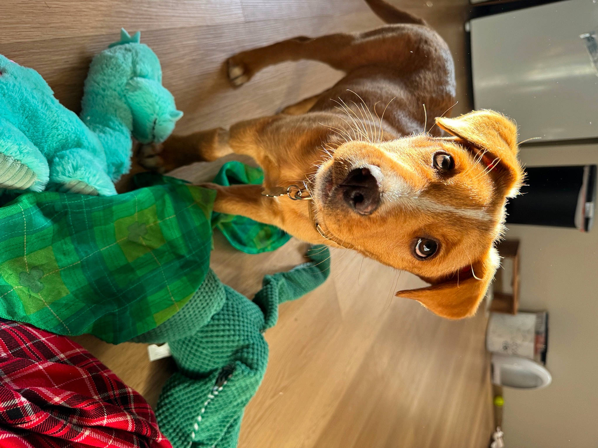 Beau joined the competition — help win amazing prizes! carnivore, collar, companion_dog, dog, dog_breed, dog_clothes, dog_collar, dog_supply, ear, fawn, fur, giraffidae, pattern, plaid, sporting_group, stuffed_toy, tartan, toy_dog, whiskers, working_animal