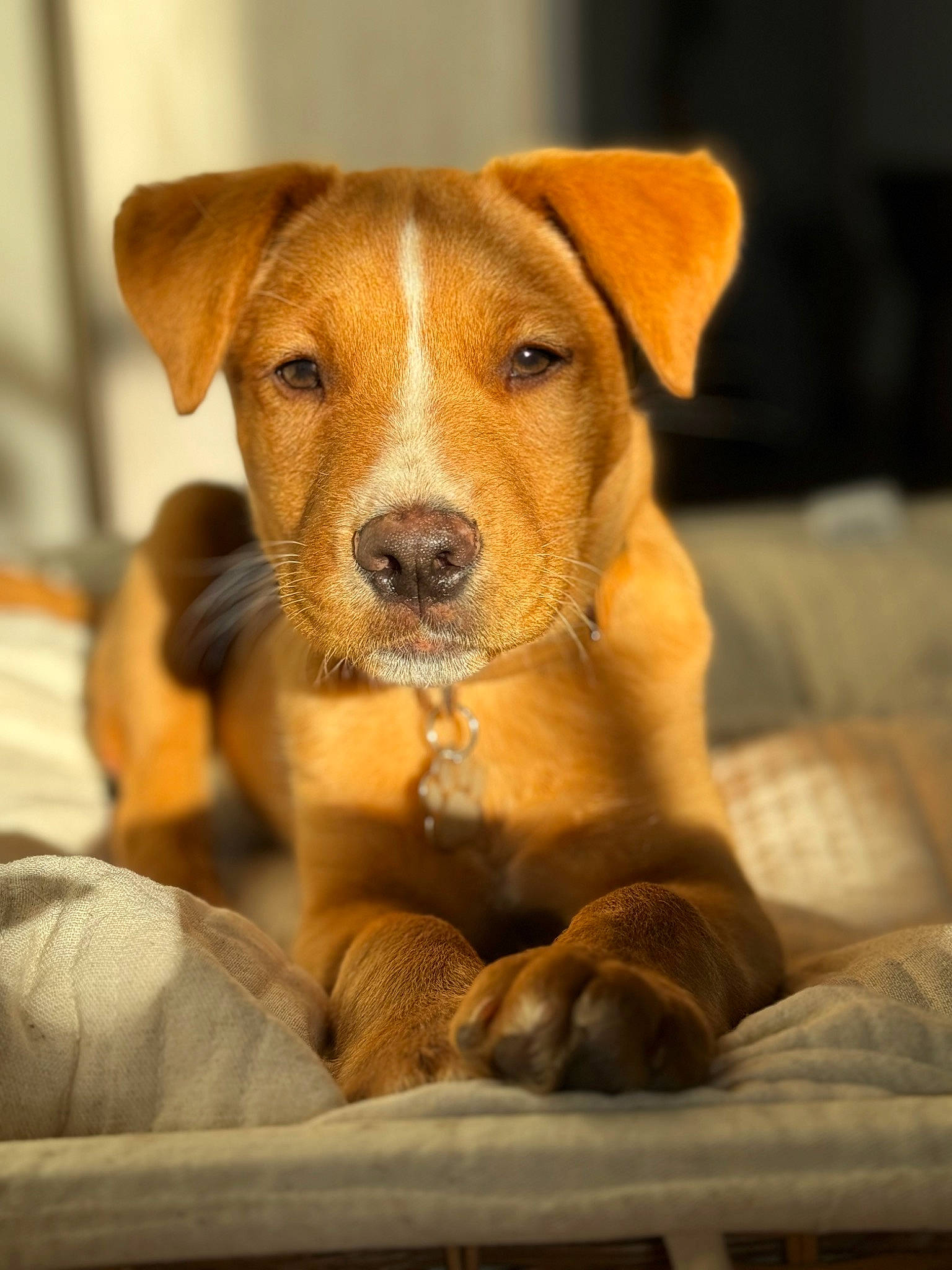 Beau joined the competition — help win amazing prizes! canidae, carnivore, collar, comfort, companion_dog, dog, dog_breed, dog_collar, dog_supply, fawn, fur, liver, non_sporting_group, puppy, sporting_group, terrestrial_animal, whiskers, wood, working_animal, working_dog