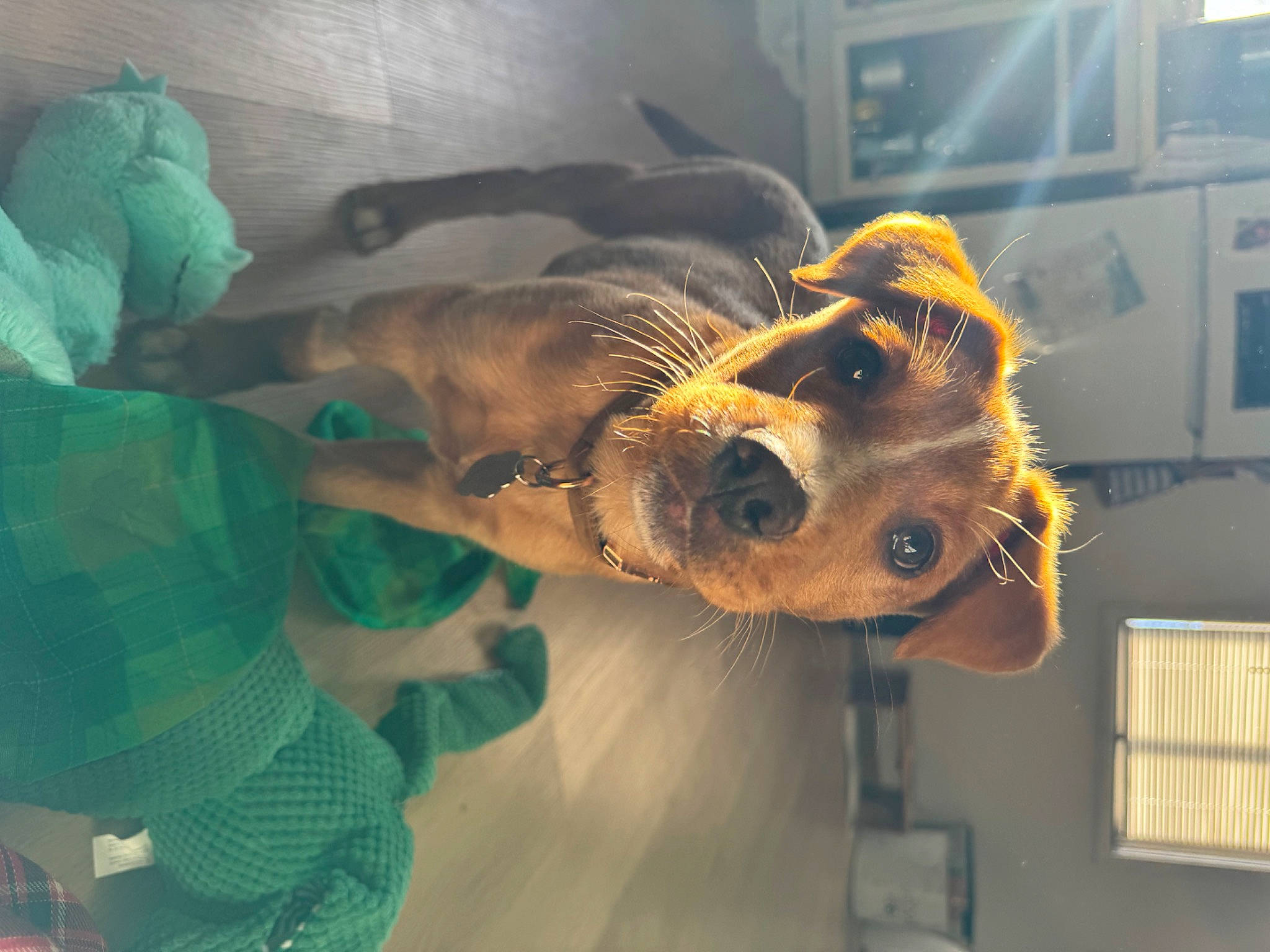 Beau is registered to the contest to win money with this photo: canidae, carnivore, companion_dog, dog, dog_breed, fang, fawn, felidae, flooring, fun, fur, paw, selfie, snout, sporting_group, terrestrial_animal, whiskers, window, wood, working_animal