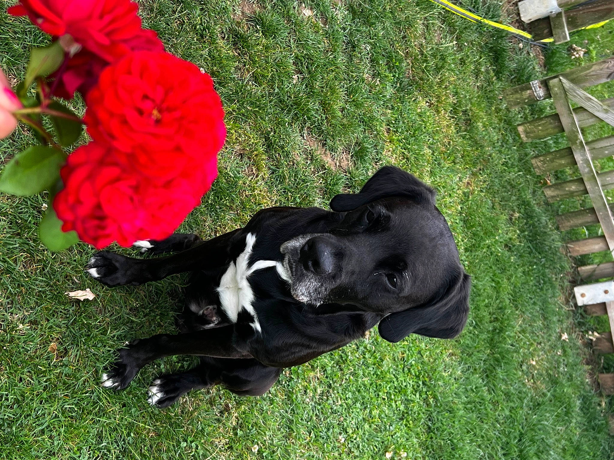 Milou participe au concours pour gagner de l'argent avec cette photo : annual_plant, canidae, carmine, carnivore, companion_dog, coquelicot, dog, dog_breed, flower, fur, grass, groundcover, petal, plant, rose, rose_family, rose_order, sporting_group, tail, working_animal