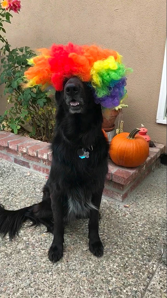 Ziba is registered to the contest to win money with this photo: canidae, carnivore, companion_dog, dog, dog_breed, newfoundland, sporting_group, tail