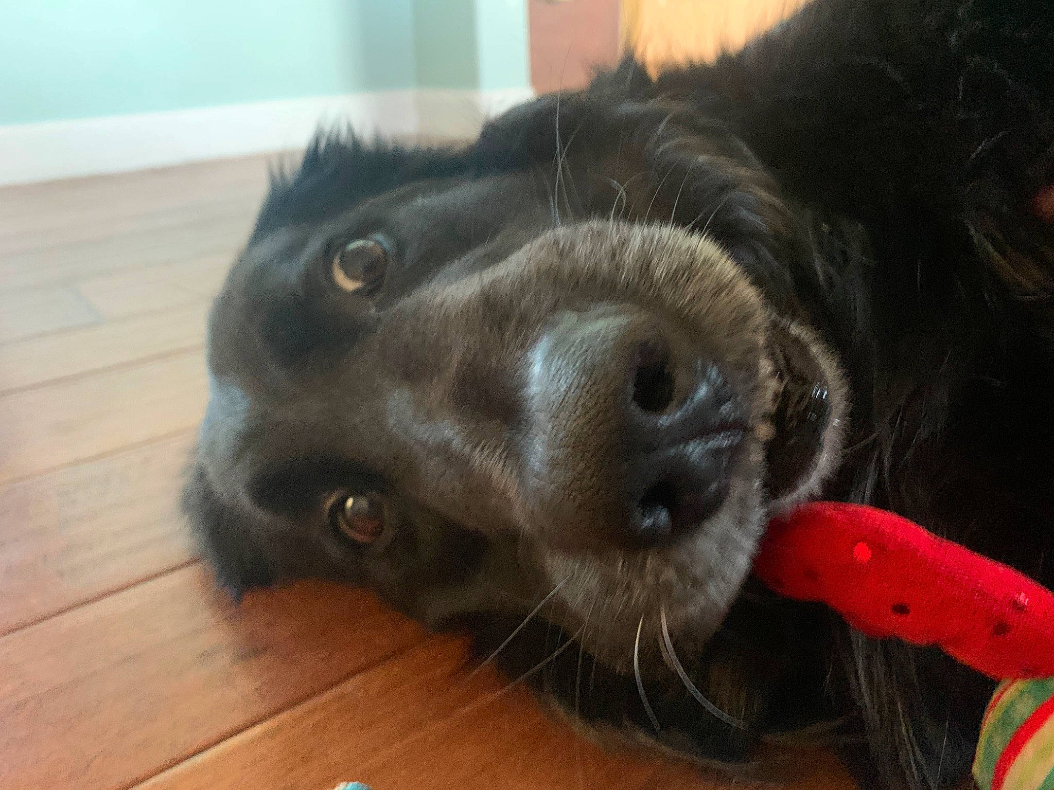 Ziba is registered to the contest to win money with this photo: boykin_spaniel, canidae, carnivore, companion_dog, dog, dog_breed, flat_coated_retriever, fur, mammal, nose, retriever, snout, sporting_group, vertebrate, whiskers