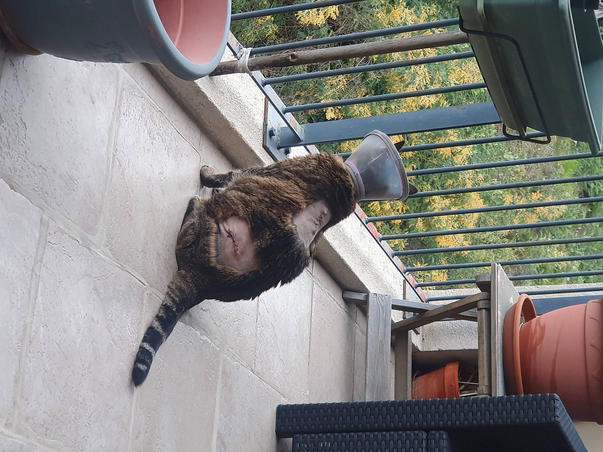 Tekilla participe au concours pour gagner de l'argent avec cette photo : carnivore, cat, comfort, dog_breed, domestic_short_haired_cat, felidae, fur, leisure, metal, small_to_medium_sized_cats, sporting_group, tail, wood