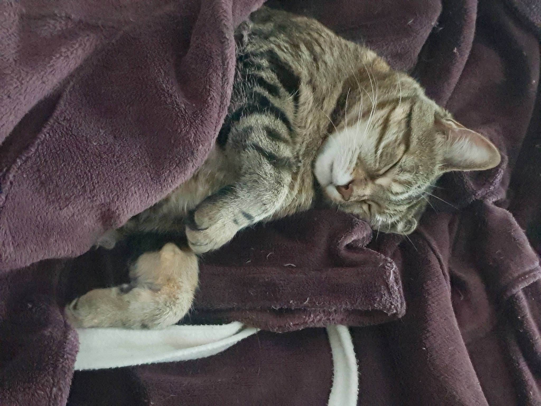 Tekilla participe au concours pour gagner de l'argent avec cette photo : carnivore, cat, claw, comfort, domestic_short_haired_cat, felidae, fur, grey, nap, paw, sleep, small_to_medium_sized_cats, tail, terrestrial_animal, tree, whiskers