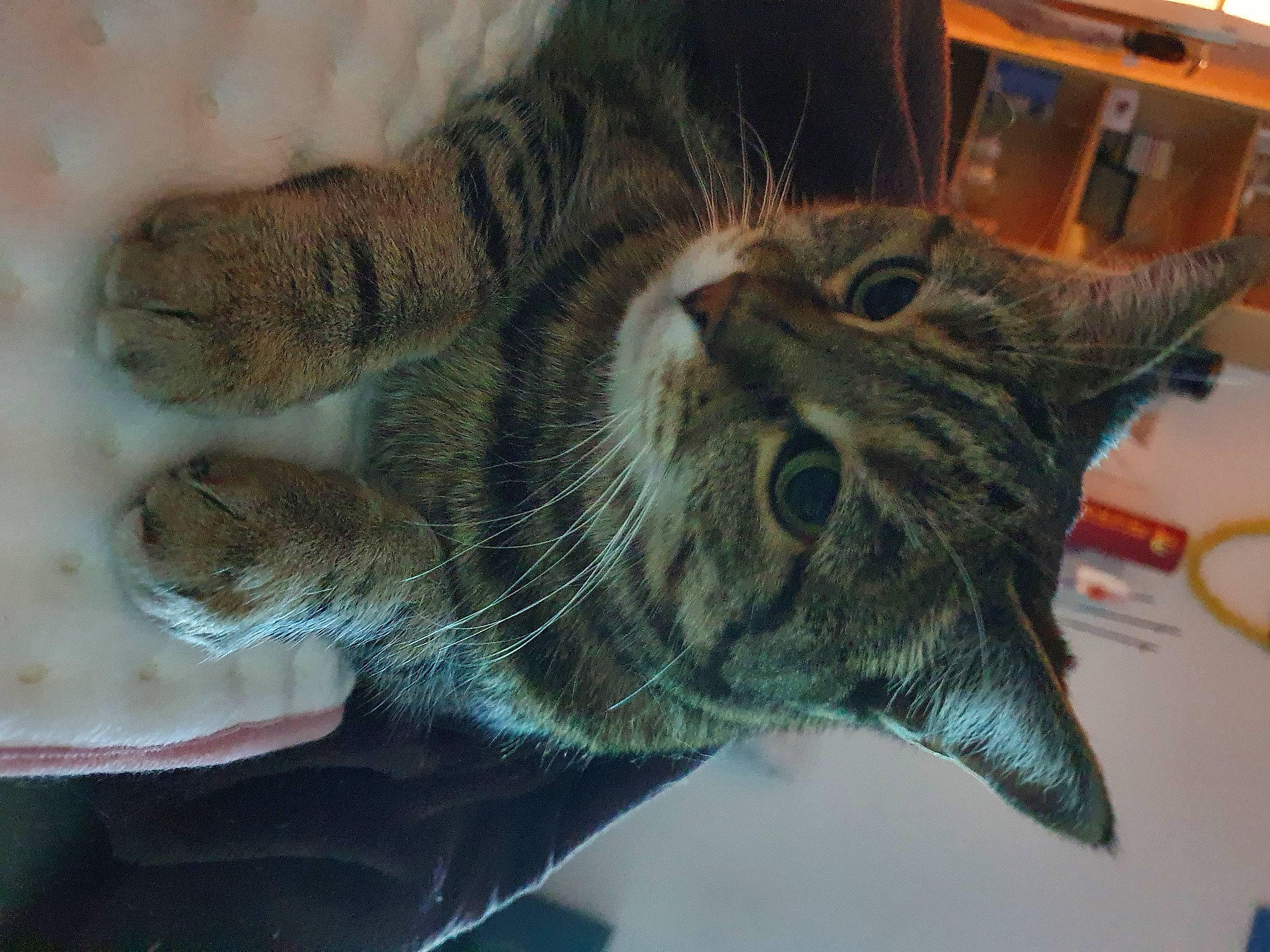 Tekilla participe au concours pour gagner de l'argent avec cette photo : box, carnivore, cat, claw, domestic_short_haired_cat, felidae, fur, paw, small_to_medium_sized_cats, snout, tableware, terrestrial_animal, whiskers, wildlife