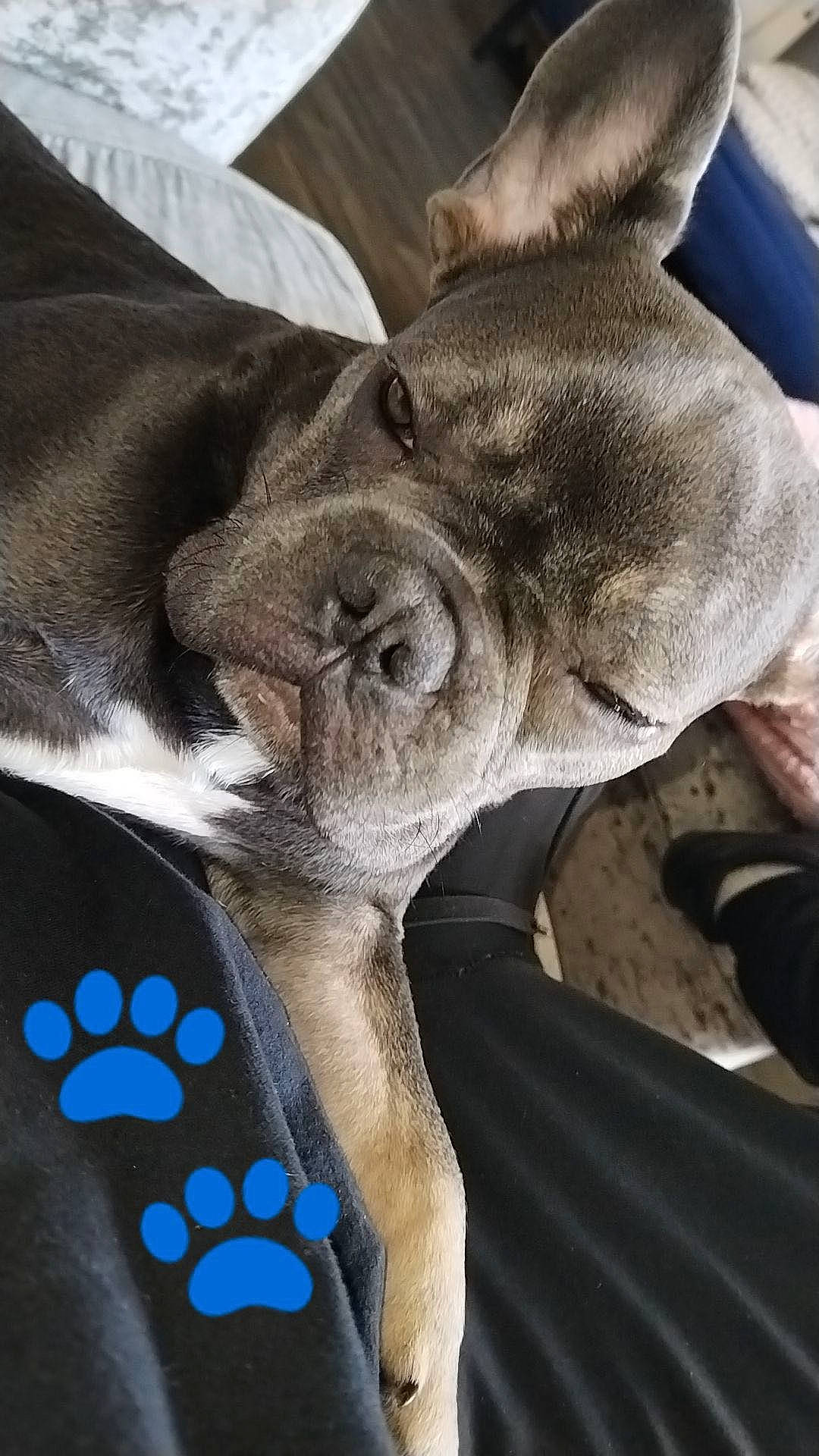 Ziggie is registered to the contest to win money with this photo: canidae, carnivore, collar, comfort, companion_dog, dog, dog_breed, fawn, foot, fur, grey, human_leg, nap, paw, snout, sporting_group, terrestrial_animal, whiskers, working_animal, wrinkle