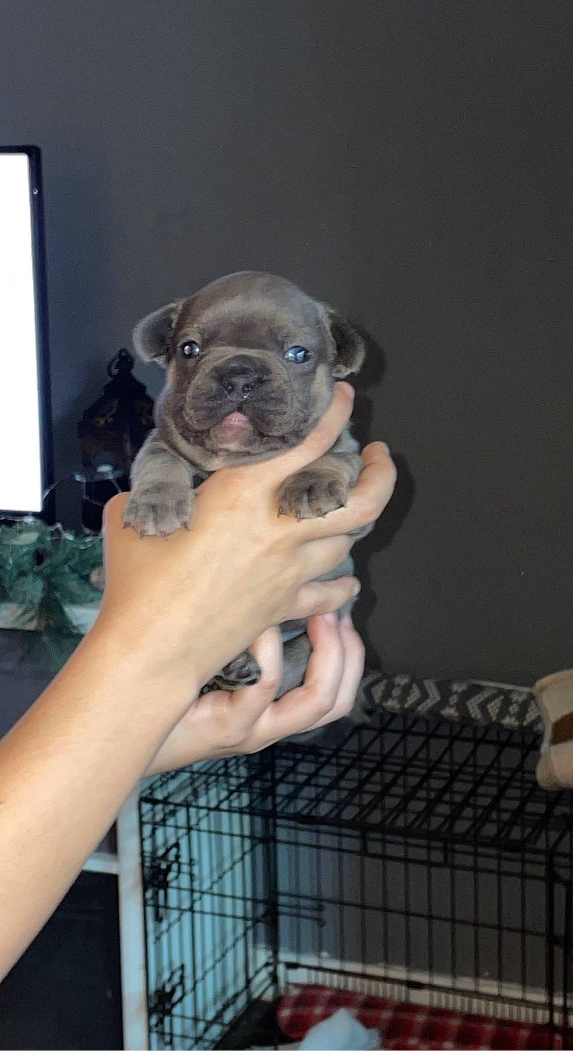 Ziggie joined the competition — help win amazing prizes! boston_terrier, carnivore, companion_dog, dog, dog_breed, electric_blue, fawn, flash_photography, fur, gesture, hand, nail, pug, puggle, snout, sporting_group, toy_dog, whiskers, working_animal, wrinkle