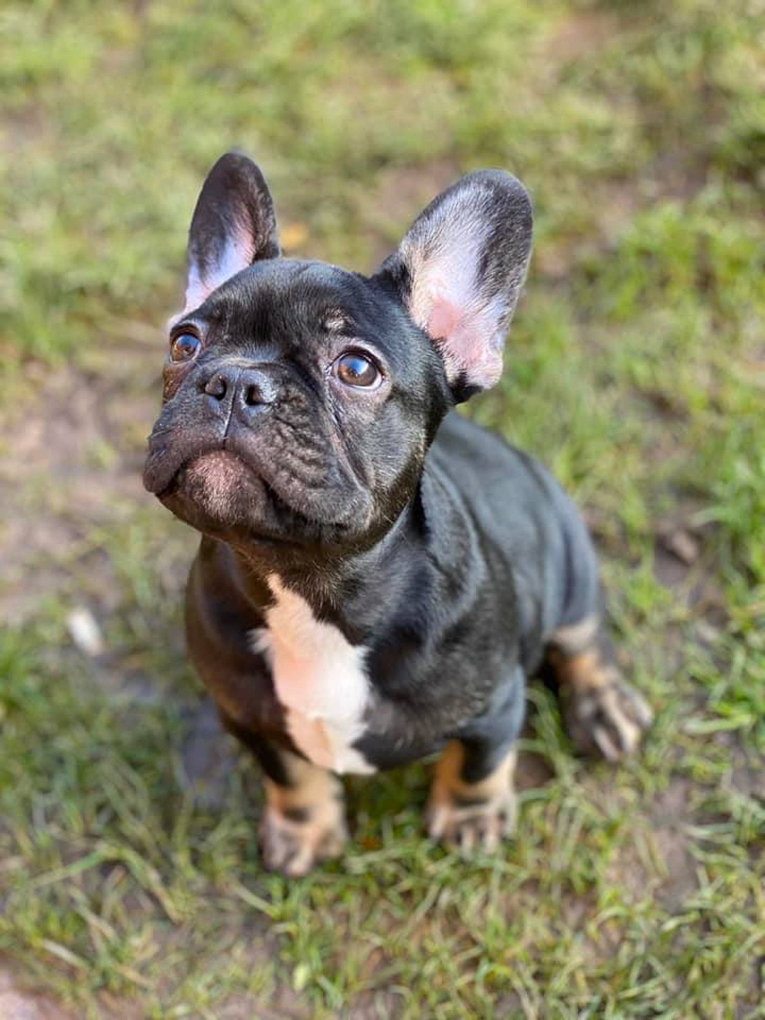 Pablo is registered to the contest to win money with this photo: bulldog, canidae, carnivore, collar, companion_dog, dog, dog_breed, dog_collar, ear, fawn, french_bulldog, grass, non_sporting_group, snout, sporting_group, terrestrial_animal, toy_dog, whiskers, working_animal, wrinkle