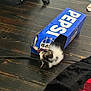 Beans is registered to the contest to win money with this photo: kitten, cat, pepsi_box, cardboard, wooden_floor, black_and_white, pet, indoor, flooring, curious, playing, animal, feline, paw, head, box, cozy, blanket, black, red