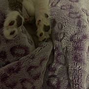 Beans is registered to the contest to win money with this photo: cat, paws, blanket, purple, pattern, furry, close_up, cozy, sleeping, pet, animal, soft, texture, warm, resting, indoor, cute, fur, comfort, nap