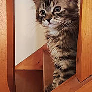 Tsara a rejoint le concours — aidez-le/la à gagner de superbes lots ! animal, cat, curious, cute, domestic, ears, feline, fur, indoor, kitten, looking, pet, playful, portrait, small, stairs, tabby, whiskers, wood, young